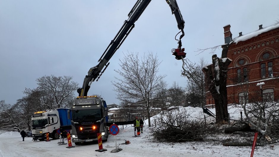 service-skog